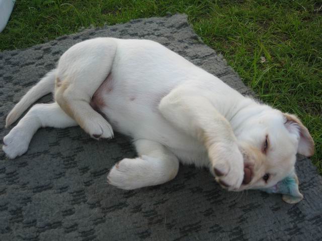 ari_stene6.jpg