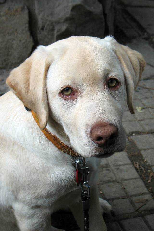 portret.jpg